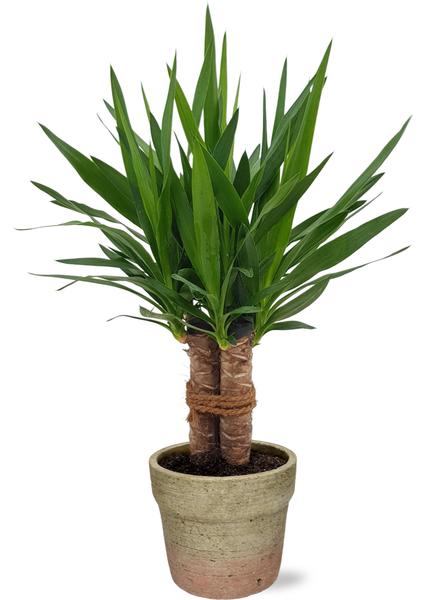 Yucca Tres Cañas Stamm - Ø19cm - ↕70cm + Invorno Pot D20x18cm - Topf Natürlich