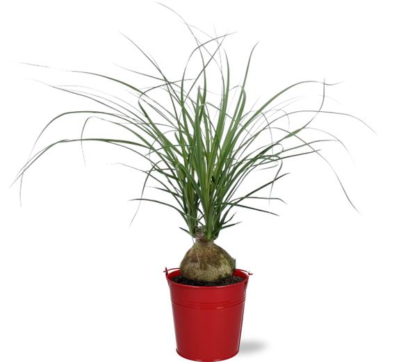 Elefantenfuß - Beaucarnea Nolina Recurvata - Ø12cm - ↕45cm + Emmer D12.5x11.5cm -  Topf Rot