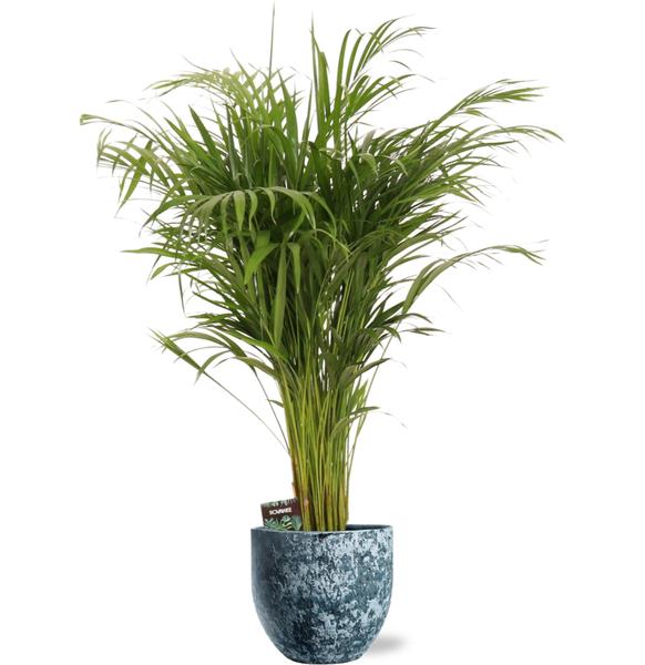 Arecapalme Dypsis Lutescens - Ø21cm - ↕110cm + Sem Pot D24x22cm - Topf Blau