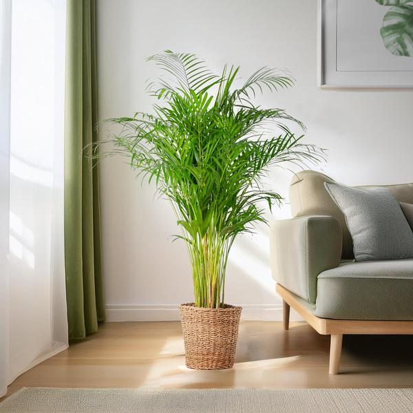 Arecapalme Dypsis XL mit Korb Torun – 120 cm – Ø24