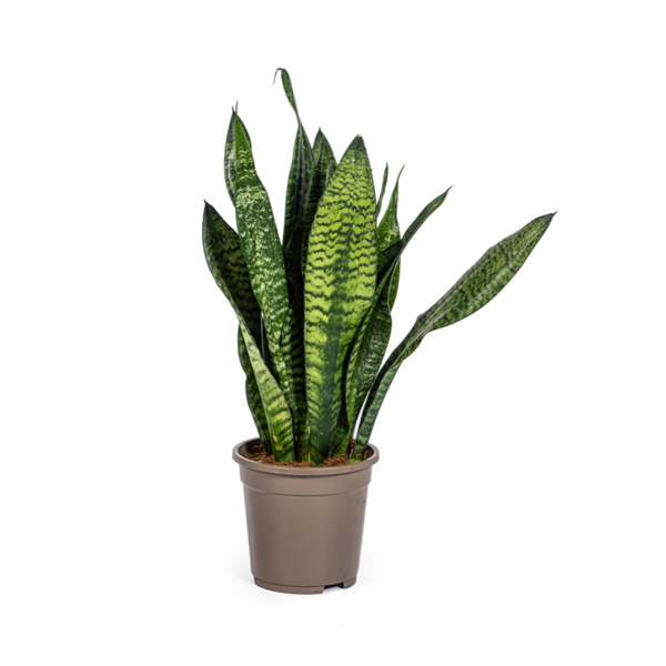 Schwiegermutterzunge - Sansevieria Trifasciata Zeylanica Compacta Ø17cm - ↕60cm