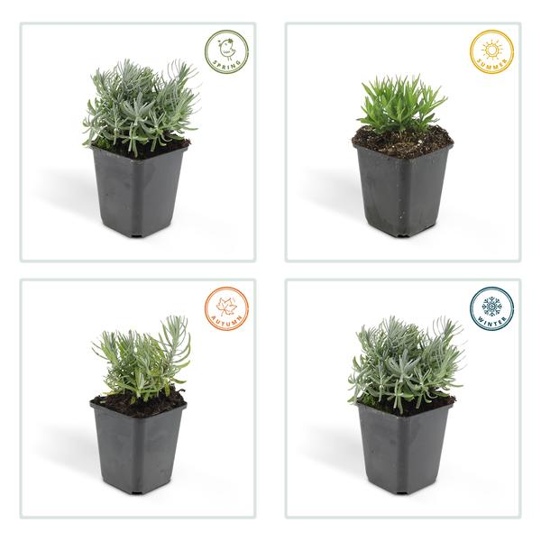 Lavendel - Lavandula 'Hidcote' - ↕10-25cm - Ø9cm 6 Stück