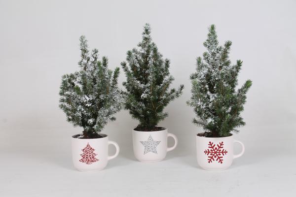 Zuckerhutfichten Set - Picea Conica + Schnee + Weinachtsbecher - Weihnachtsbaum - 3 Stück - Ø12cm - ↕35cm