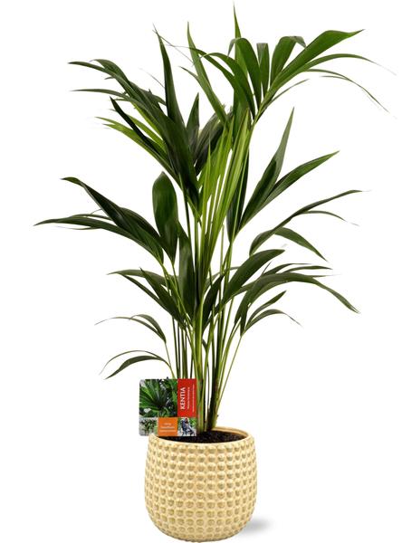 Kentia Palme - Howea Forsteriana - Ø19cm - ↕80cm + Bubble Pot D19,5x17,5cm - Topf Gold