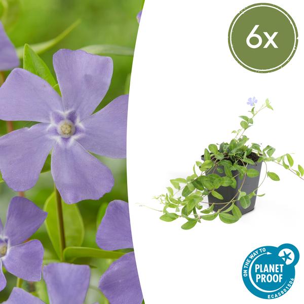 Kleines blaues Immergrün - Vinca minor - ↕10-25cm - Ø9cm 6 Stück