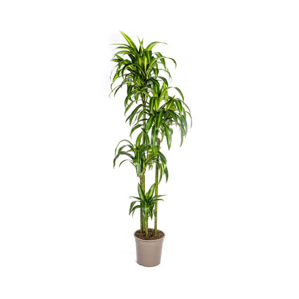 Drachenbaum - Dracaena Deremensis Hawaiian Sunshine Ø27cm - ↕180cm