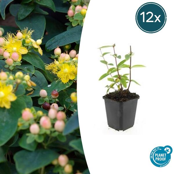 Johanniskraut - Hypericum inodorum 'Annebel' - ↕10-25cm - Ø9cm - 12x