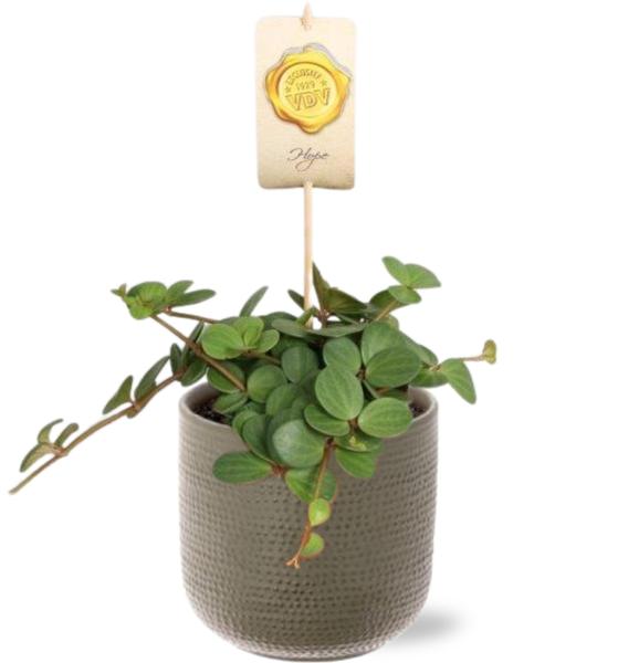 Zwergpfefferpflanze - Peperomia Hope - Ø12cm - ↕15cm + Aresso Pot D13x12,5cm - Topf Grau Grün