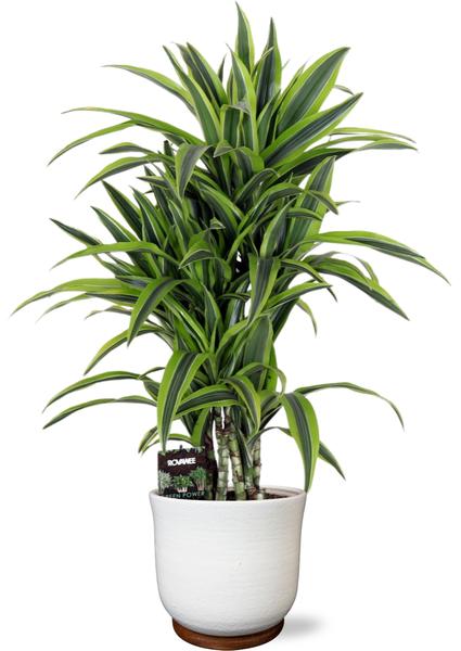 Drachenbaum - Dracaena Fragrans Lemon Lime - Ø24cm - ↕100cm + Jayla Pot D27x25cm - Topf Weiß