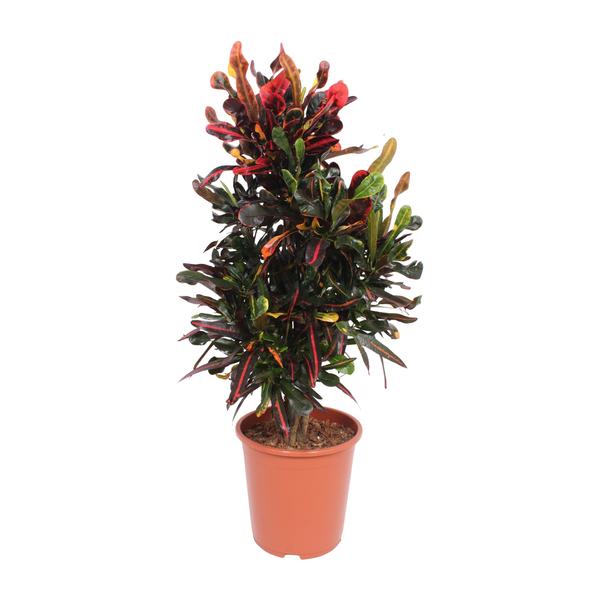 Wunderstrauch - Codiaeum Variegatum Mammi - Ø27cm - ↕100cm