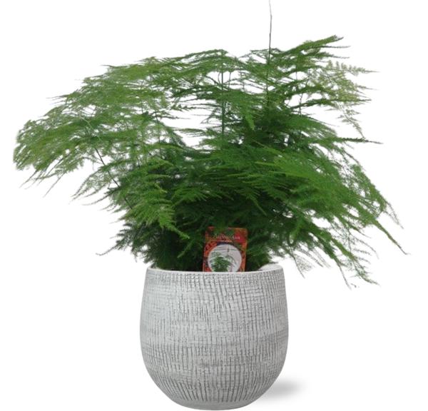 Spargelfarn - Asparagus Setaceus - Ø17cm - ↕45cm + Ryan Pot D18x16cm - Topf Weiß