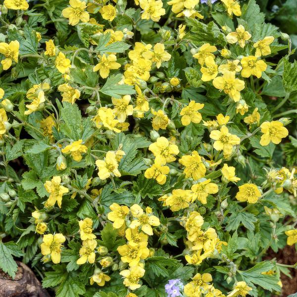 Golderdbeere - Waldsteinia ternata - ↕10-25cm - Ø9cm 40 Stück