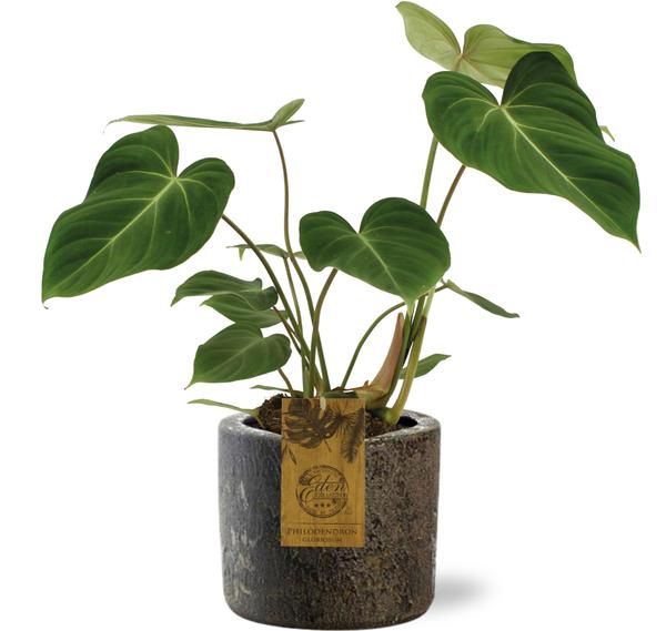 Baumfreund - Philodendron Gloriosum - Ø15cm - ↕40cm + Maas Pot D16x14cm - Topf Braun