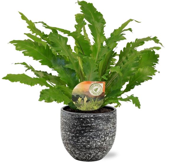 Nestfarn - Asplenium Campio - Ø17cm - ↕50cm + Tim Pot D18x16cm - Topf Schwarz Weiß