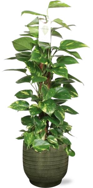 Efeutute - Epipremnum Aureum Mosstok - Ø19cm - ↕80cm + Lykke Pot D21x20cm - Topf Grün