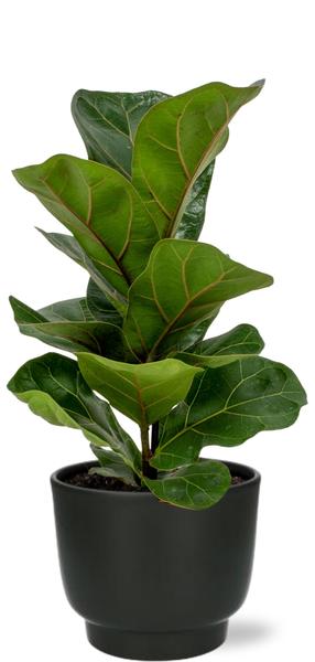 Geigenfeige - Ficus Lyrata - Ø12cm - ↕30cm + Potenza Pot D13x11cm - Topf Schwarz