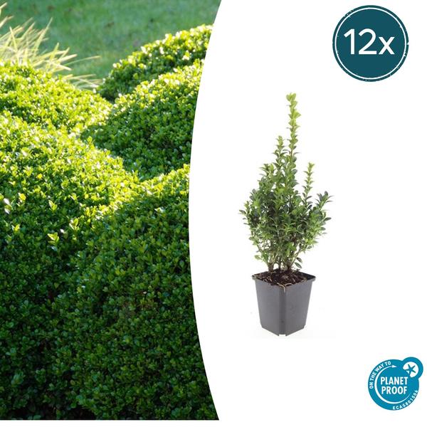 Buchsbaum - Buxus Sempervirens - ↕10-25cm - Ø9cm - 12x