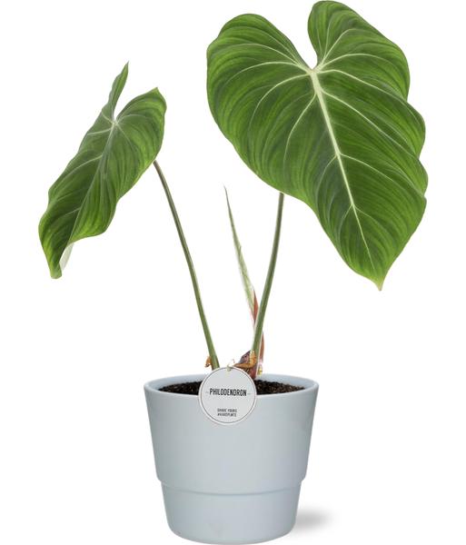 Baumfreund - Philodendron Gloriosum - Ø15cm - ↕45cm + Pot Basic D16x13,5cm - Topf weiß