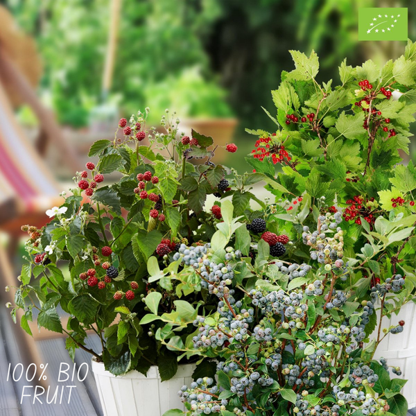 Beeren Mix -"Fruchtparadis" BIO Obstpflanzen - 4 verschiedene Sorten