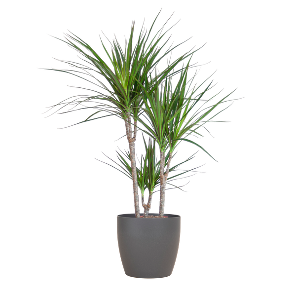 Drachenbaum - Dracaena Marginata mit Viber Topf grau – 95 cm – Ø21