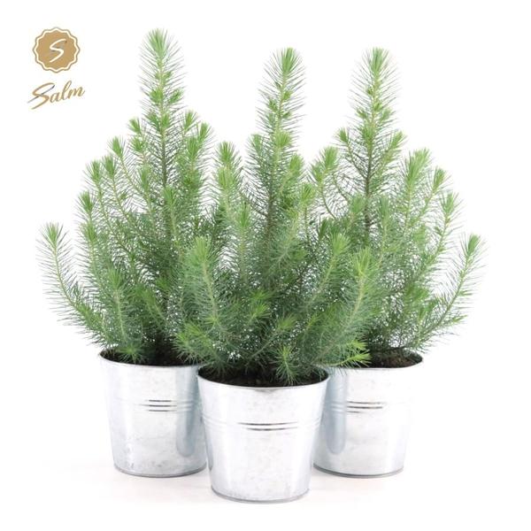 Pinie - Pinus Pinea Silver Crest + Pot Zinc - 3 stuks - Ø17cm - ↕45cm im Zinktopf  3 Stück