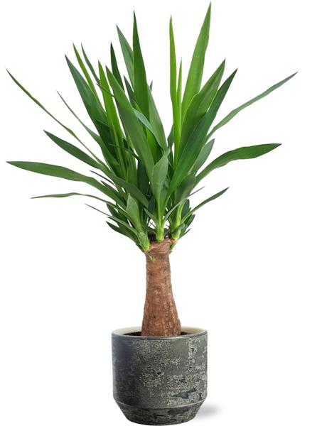 Yucca Maya Tree - Ø19cm - ↕80cm + Lars Pot D20x18cm - Topf Grau