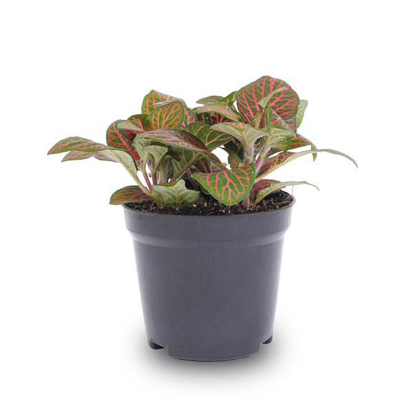 Mosaikpflanze - Fittonia red - Mosaic plant - Topfgröße 8