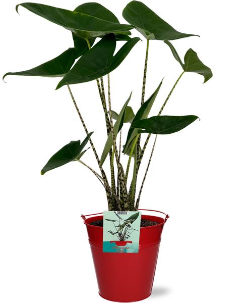 Elefantenohr - Alocasia Zebrina - Ø19cm - ↕75cm + Emmer D20x18,5cm - Topf Rot