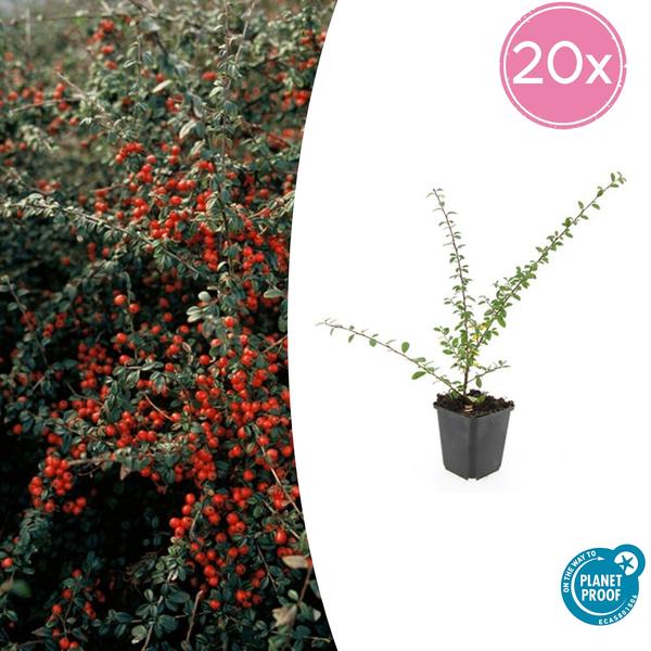 Zwergmispel - Cotoneaster suec. 'Coral Beauty' - ↕10-25cm - Ø9cm 20 Stück