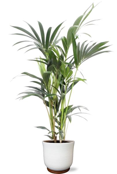 Kentia Palme - Howea Forsteriana 5 Pit - Ø21cm - ↕100cm + Jayla Pot D22x20cm - Topf Weiß