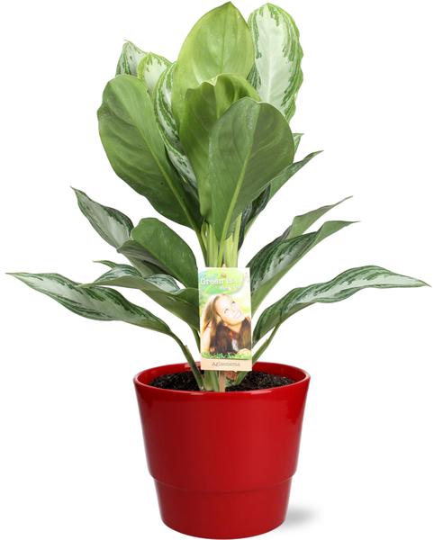 Kolbenfaden - Aglaonema Silver Bay - Ø17cm - ↕55cm + Pot Basic D18x15cm - Topf Rot