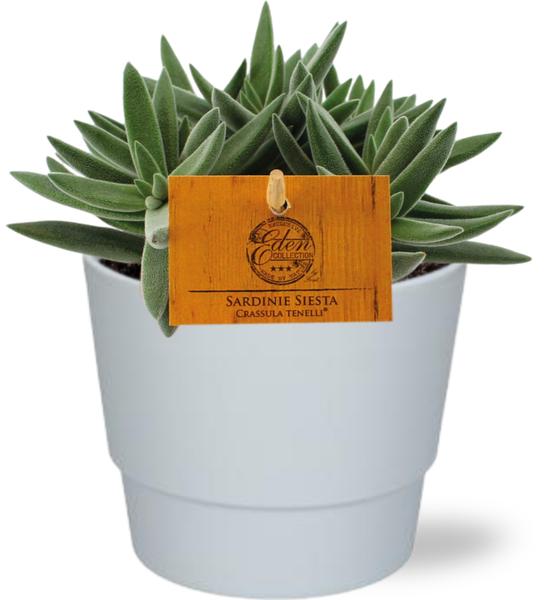 Gummibaum - Crassula Tenelli - Ø11cm - ↕15cm + Pot Basic D11,5x9cm - Topf Weiß