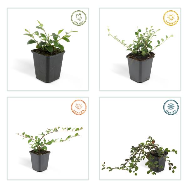 Zwergmispel - Cotoneaster dammeri - ↕10-25cm - Ø9cm 20 Stück