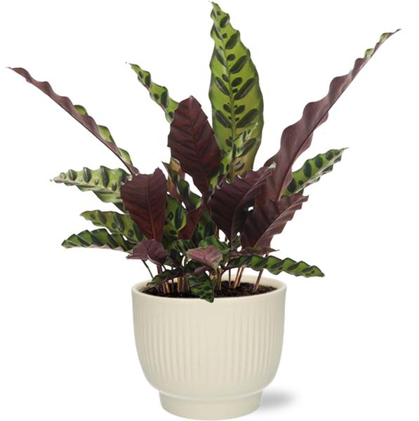 Klapperschlangenpflanze - Calathea Insignis - Ø12cm - ↕50cm + Potenza Rib Pot D13x11cm - Topf Weiß