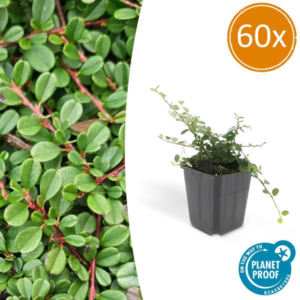 Zwergmispel - Cotoneaster pr. 'Streib's Findling' - ↕10-25cm - Ø9cm 60 Stück