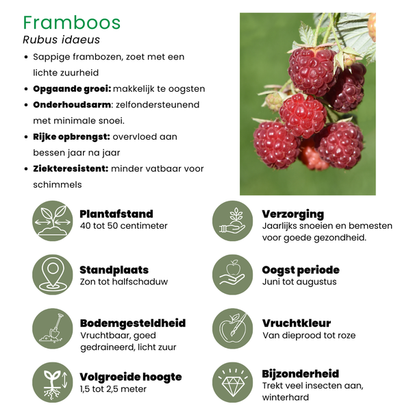 Beeren und Trauben Mix - Beeren und Trauben "Fruchtoase" BIO Obstpflanzen Set im Mix von 5 verschiedene Sorten