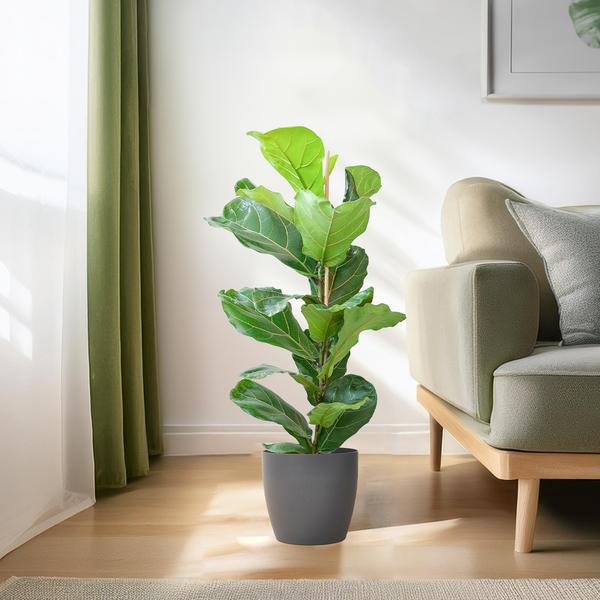 Geigenfeige - Ficus Lyrata mit Viber – 80 cm – Ø21 Topf grau