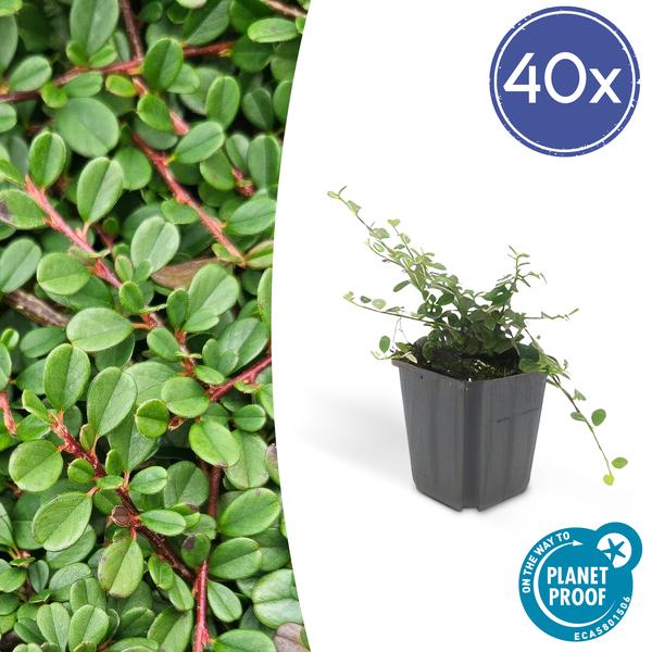 Zwergmispel - Cotoneaster pr. 'Streib's Findling' - ↕10-25cm - Ø9cm 40 Stück