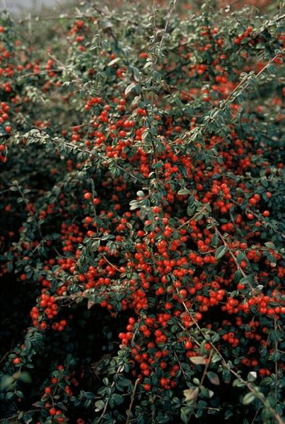 Zwergmispel - Cotoneaster suec. 'Coral Beauty' - ↕10-25cm - Ø9cm 12 Stück