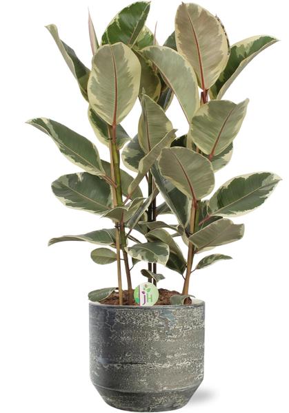 Gummibaum - Ficus Tineke - Ø27cm - ↕85cm + Lars Pot D29x26cm - Topf Grau