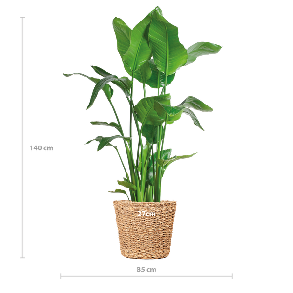 Paradiesvogelpflanze - Strelitzia Nicolai XL mit Torun-Korb – 140 cm – Ø27