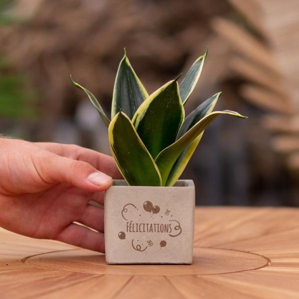 Geschenkgruß - Congreetz® plantpots + Sansevieria | Félicitations