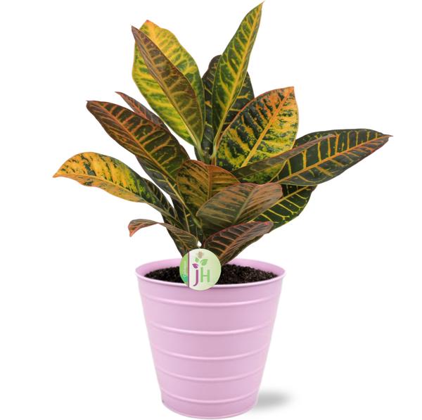 Wunderstrauch Petra - Codiaeum Petra - Ø17cm - ↕45cm + Bodhi Pot D18x17cm - Topf Rosa