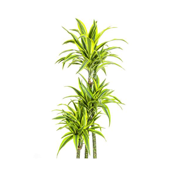 Drachenbaum - Dracaena Deremensis Lemon Lime Ø27cm - ↕180cm