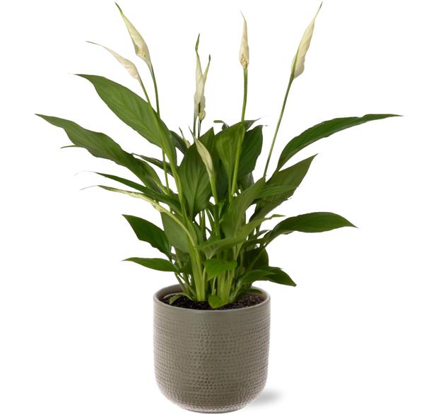 Friedenslilie - Spathiphyllum Bingo Cupido - Ø12cm - ↕45cm + Aresso Pot D13x12,5cm - Topf Grau Grün