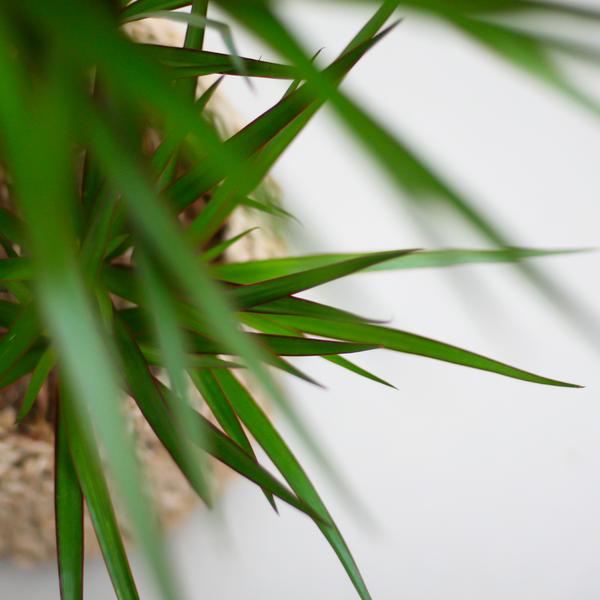 Drachenbaum - Dracaena Marginata mit Viber Topf grau – 95 cm – Ø21