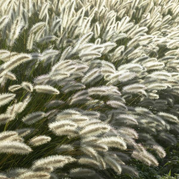 Lampenputzergras - Pennisetum alopecuroides 'Hameln' - ↕10-25cm - Ø9cm 20 Stück