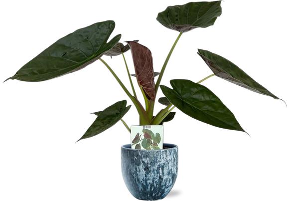 Elefantenohr - Alocasia Wentii - Ø19cm - ↕85cm + Sem Pot D20x18cm - Topf Blau