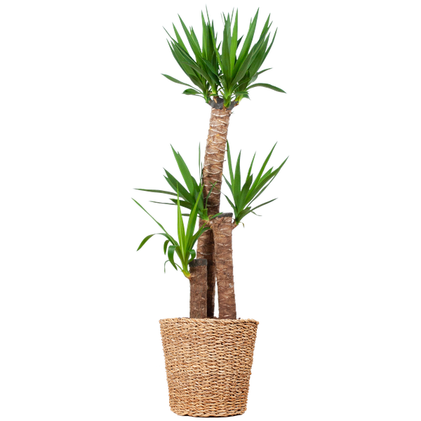 Yucca XL mit Torun-Korb – 125 cm – Ø24