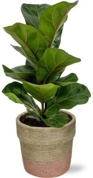 Geigenfeige - Ficus Lyrata - Ø12cm - ↕30cm - Ø12cm - ↕30cm + Invorno Pot D13,5x12,5cm - Topf Natürlich